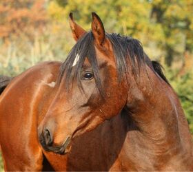 best horses for western riding, rihaij pixabay