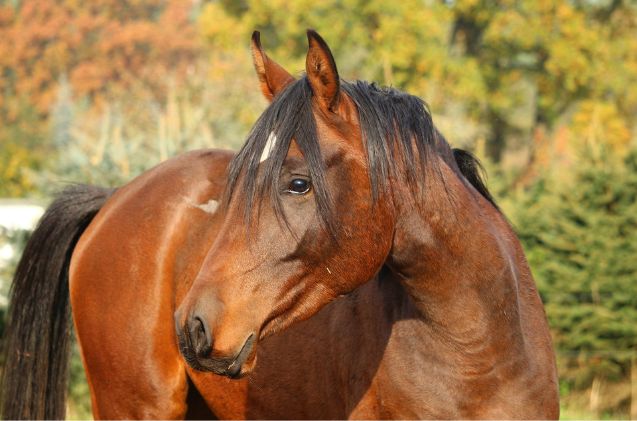 best horses for western riding, rihaij pixabay
