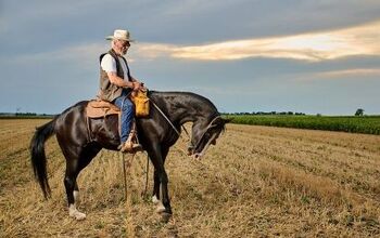 Best Horses for Western Riding