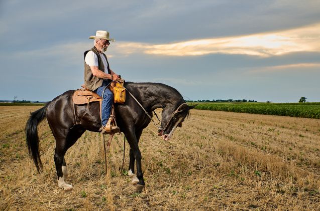 Best Horses for Western Riding