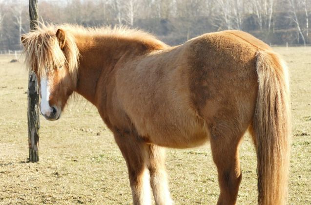 best horses for western riding, omaratzi964 pixabay