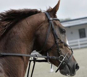 best horses for western riding, Violeta Pencheva unsplash