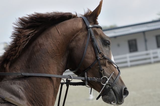 best horses for western riding, Violeta Pencheva unsplash