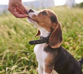 best puppy treats, Artsiom P Shutterstock