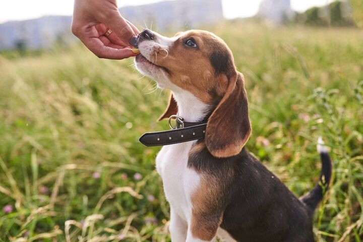 best puppy treats, Artsiom P Shutterstock