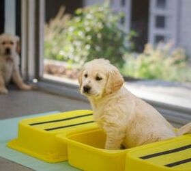 best washable pee pads for dogs, Ayla Verschueren Unsplash