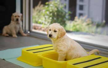 Best Washable Pee Pads for Dogs