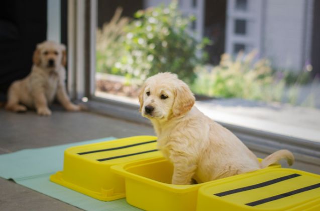 Best Washable Pee Pads for Dogs