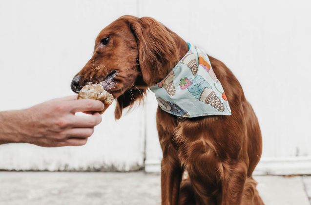 best dog treats for large dogs, Camylla Battani Unsplash