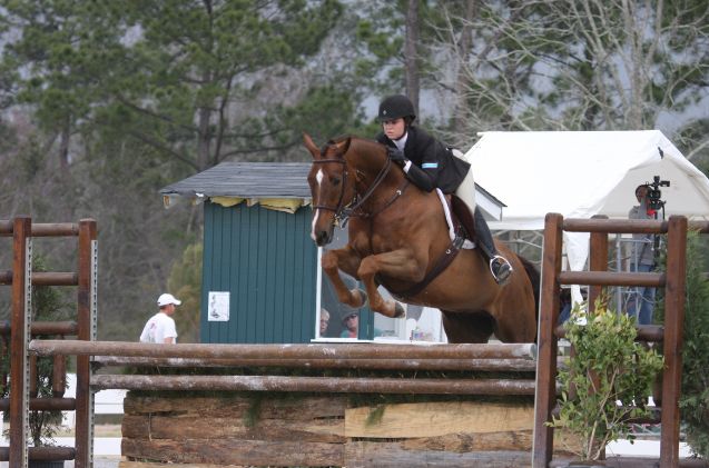 best horses for english riding, Hunter Wikimedia Commons