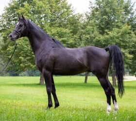 best horses for english riding, OliverSeitz Wikimedia Commons