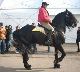 best horses for english riding, Annalisa Parisi Wikimedia Commons