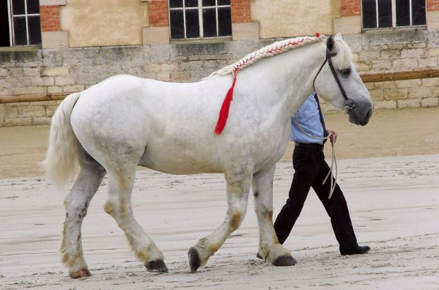 best horses for trick riding, Eponimm Wikimedia Commons