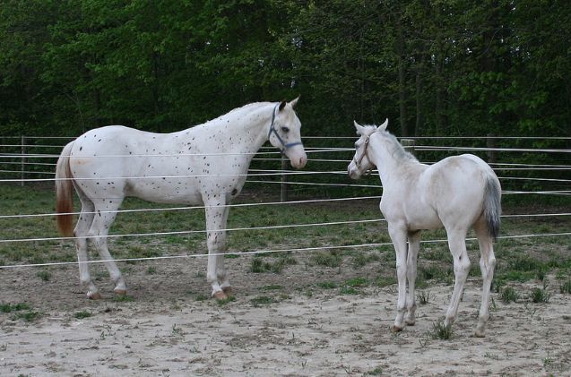 best horses for trick riding, bankerssilvermoon Wikimedia Commons