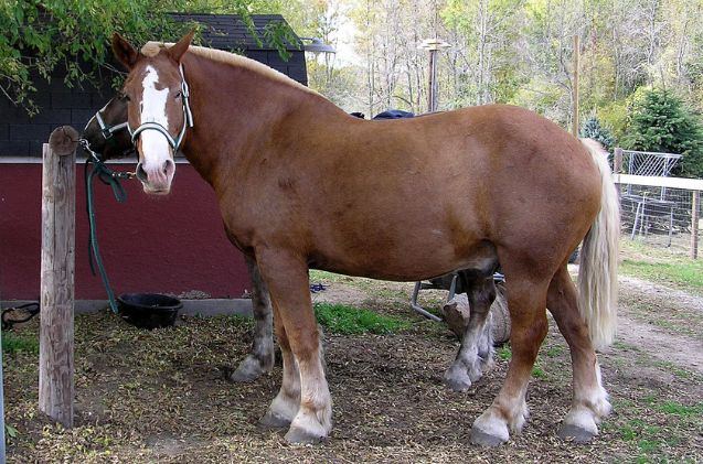 best horses for trick riding, Anne Norman Wikimedia Commons