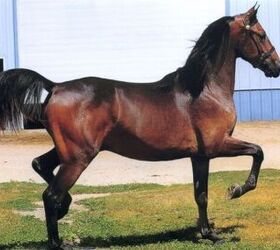 best horse for older riders, Selena N Wikimedia Commons