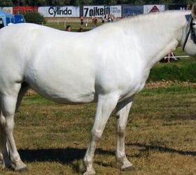 best horse for older riders, Rozpravka Wikimedia Commons