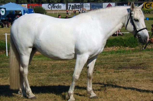 best horse for older riders, Rozpravka Wikimedia Commons