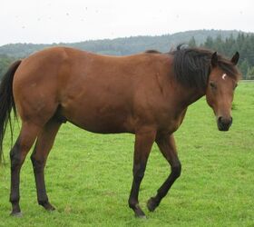 best horse for older riders, evelynbelgium Wikimedia Commons