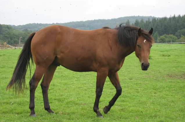 best horse for older riders, evelynbelgium Wikimedia Commons