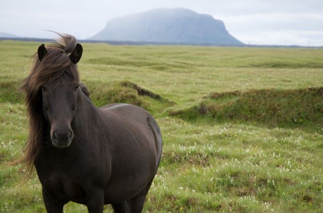 best horse for older riders, Thom Quine Wikimedia Commons
