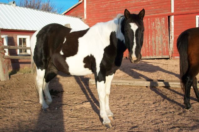 best horse for older riders, Erika Wikimedia Commons