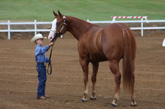 Most Versatile Horse Breed