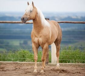 most versatile horse breed, Anderson Sant Ana Wikimedia Commons