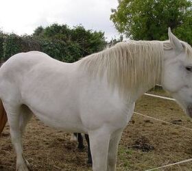 most versatile horse breed, Bachelot Pierre J P Wikimedia Commons