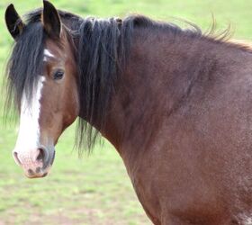 most versatile horse breed, Bonnie U Gruenberg Wikimedia Commons