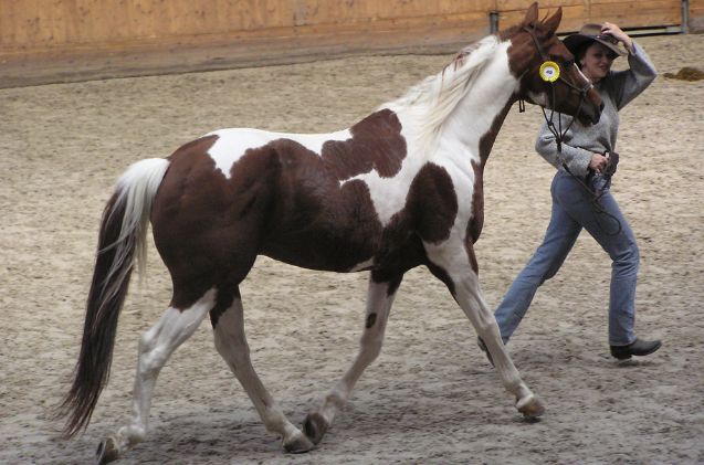 most versatile horse breed, Karakal Wikimedia Commons