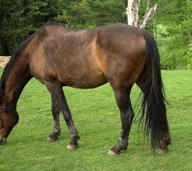 most versatile horse breed, Srobideau Wikimedia Commons