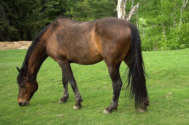 most versatile horse breed, Srobideau Wikimedia Commons