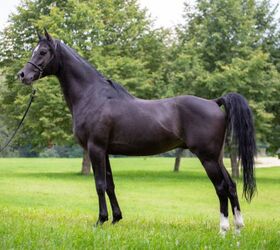 most versatile horse breed, OliverSeitz Wikimedia Commons