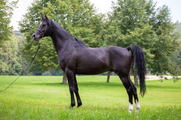 most versatile horse breed, OliverSeitz Wikimedia Commons