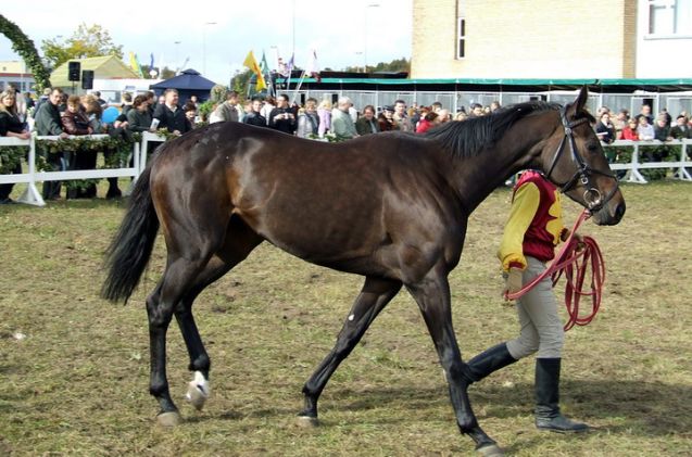 most versatile horse breed, Tocekas Wikimedia Commons