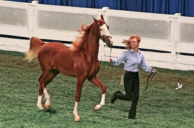 most versatile horse breed, Heather Moreton Wikimedia Commons