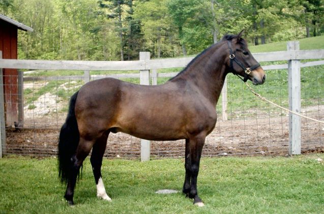 most versatile horse breed, Soltera Wikimedia Commons