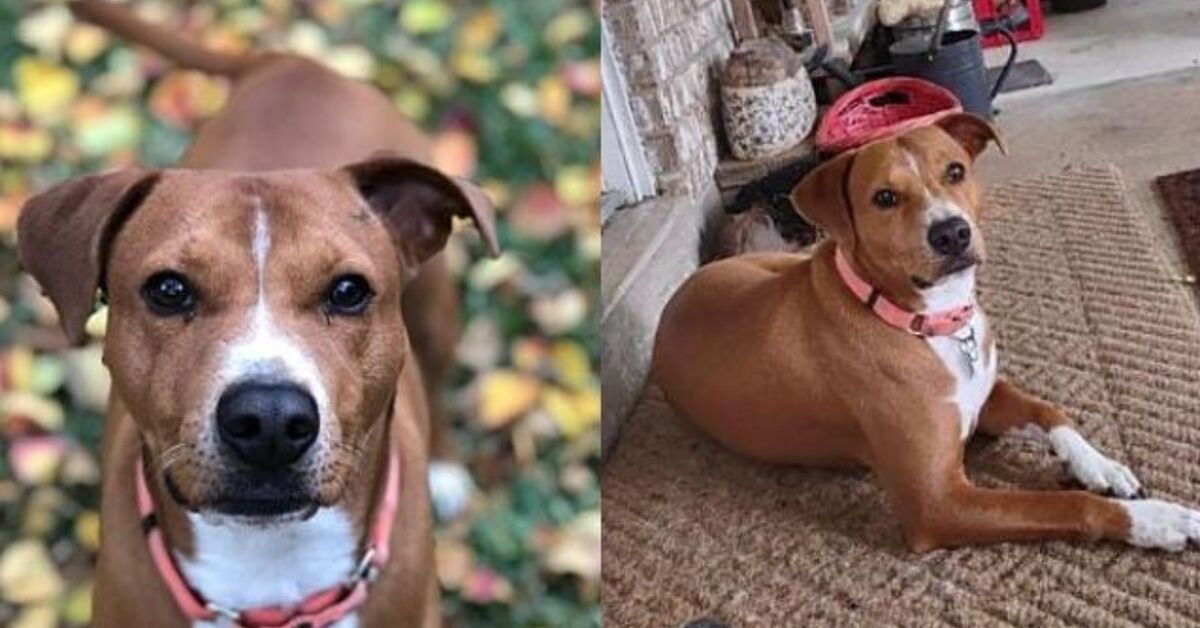 Robin Dog Adoptable Dog of the Week - Robin | PetGuide