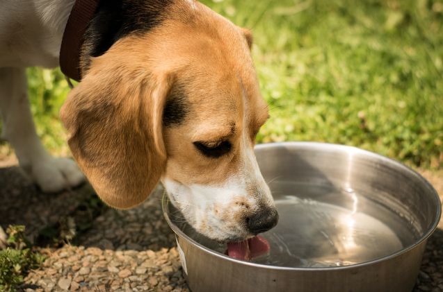 why is my dog drinking so much water, Rupert Pixabay