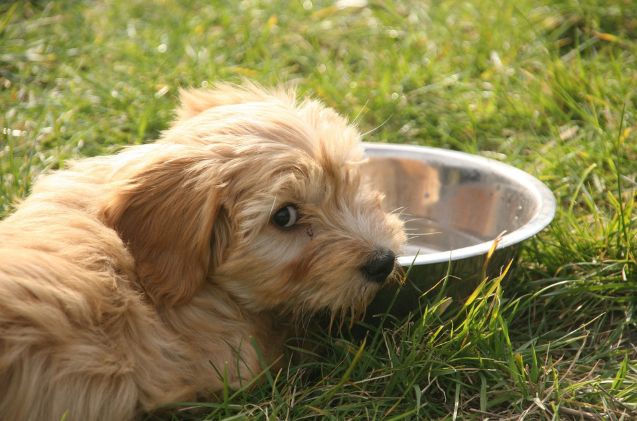 why is my dog drinking so much water, Irisdepiris Pixabay