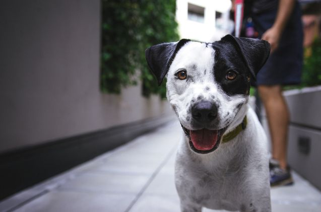 healthy dog importation act endorsed by several veterinary groups, Justin Veenema Unsplash