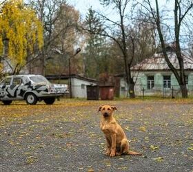 chernobyl dogs are a genetic mystery, Jorge Franganillo Wikimedia Commons