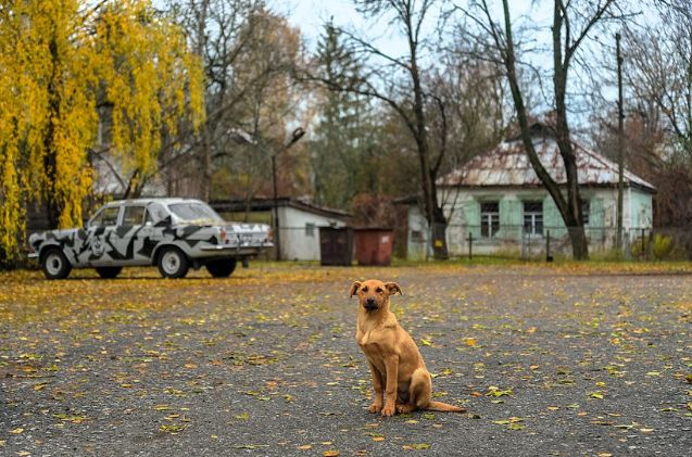 chernobyl dogs are a genetic mystery, Jorge Franganillo Wikimedia Commons