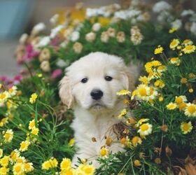 it s national puppy dayhere are 3 meaningful ways you can celebrate, Photo by Hendo Wang on Unsplash
