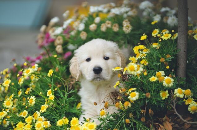 it s national puppy dayhere are 3 meaningful ways you can celebrate, Photo by Hendo Wang on Unsplash