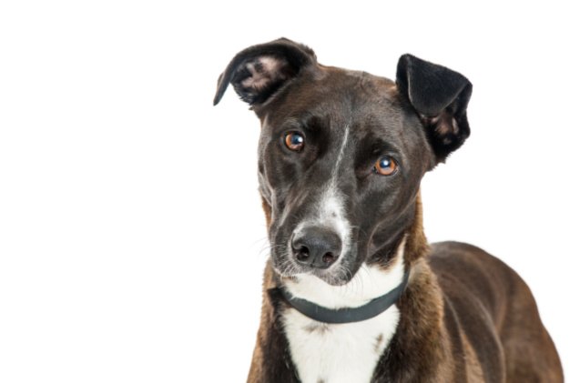 Mountain Cur Breed Info
