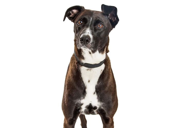 Mountain Cur Breed Info