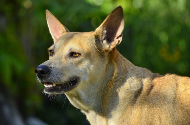 Sheppit German Shepherd Pitbull Mix 10 Interesting Facts About