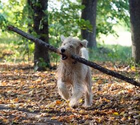 Why Throwing Sticks for Your Dog Could Be Dangerous